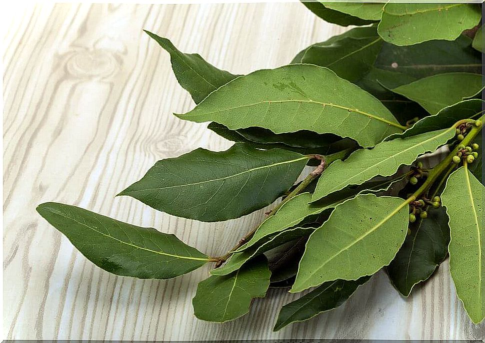 laurel to make muscle relaxants