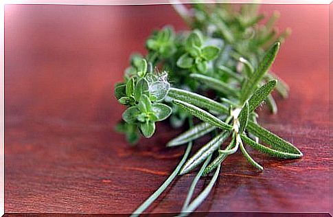 Thyme plant