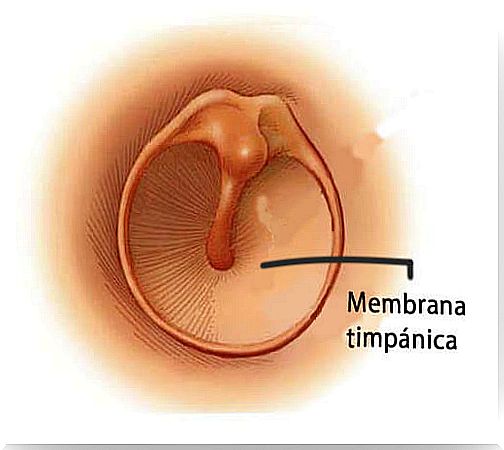 Tympanic membrane (eardrum).  Ear anatomy