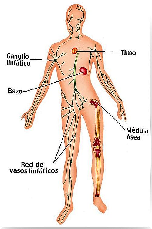 lymphatic system