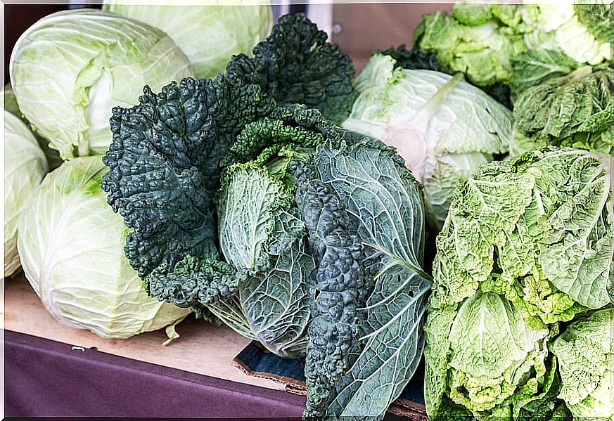 Varieties of green cabbage or kale.