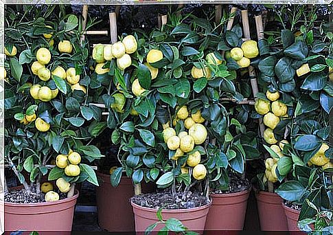 persia douneika lime or sweet lemon