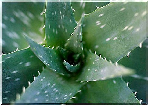 aloe itmpa