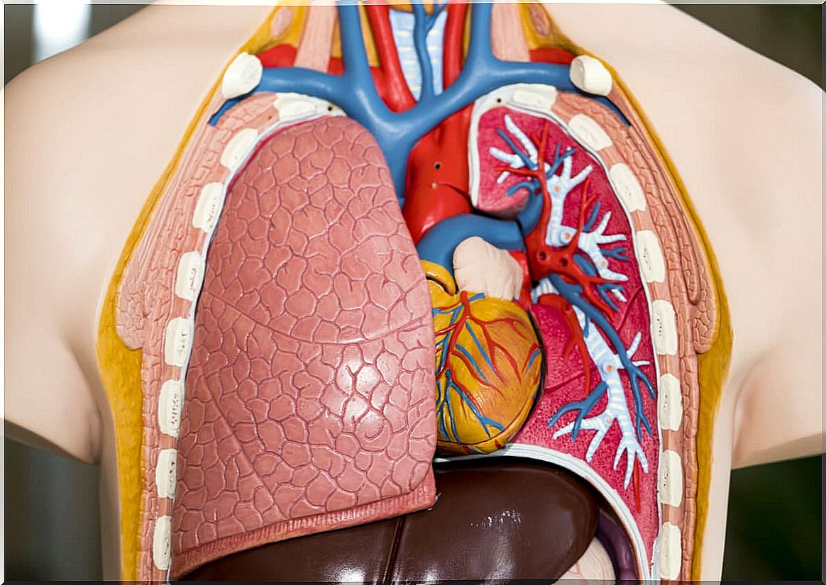 Anatomical model of lungs and heart.