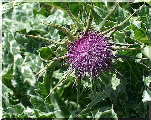 milk thistle terriem