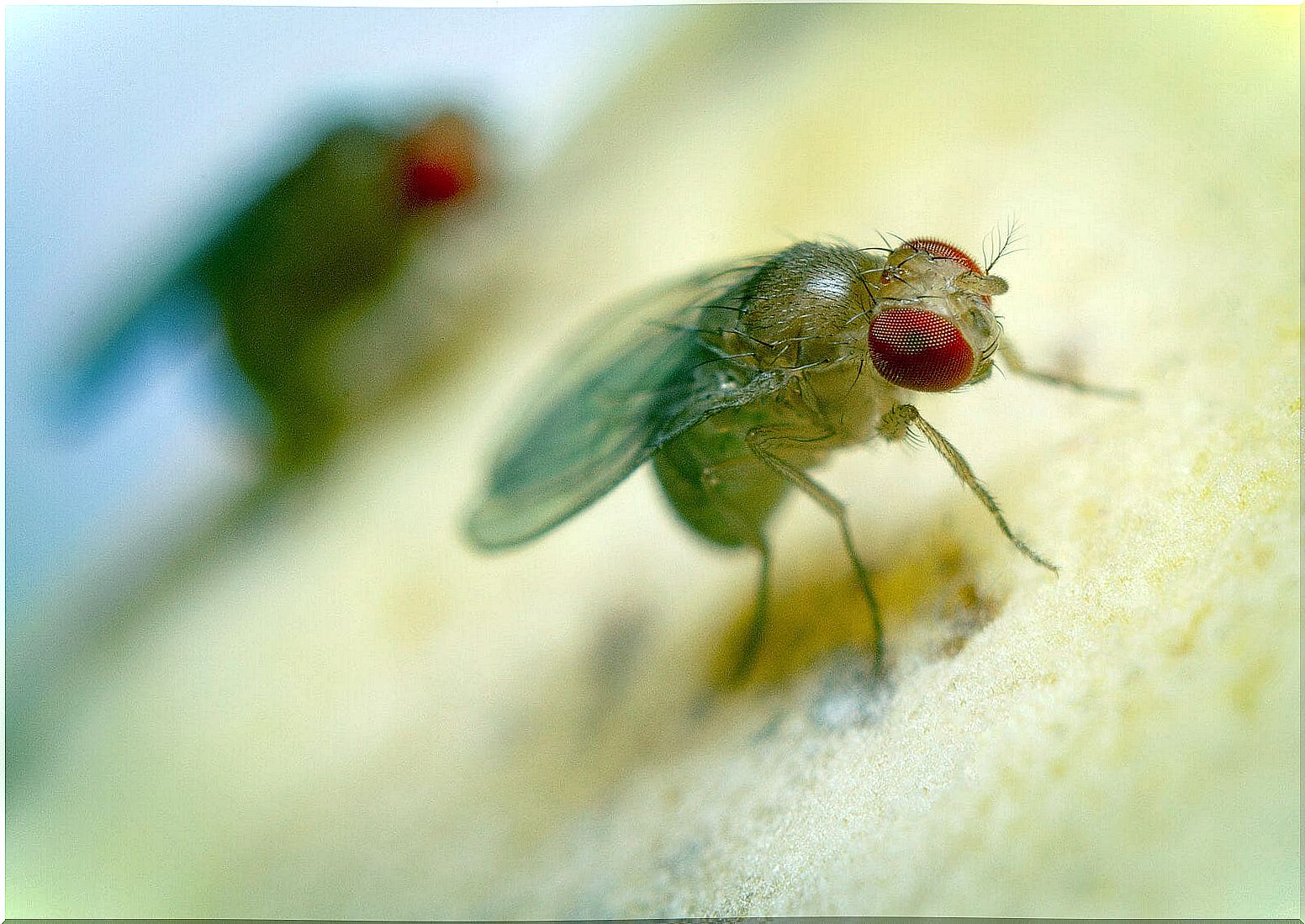 The signs and symptoms of myiasis vary depending on the species of fly causing it.