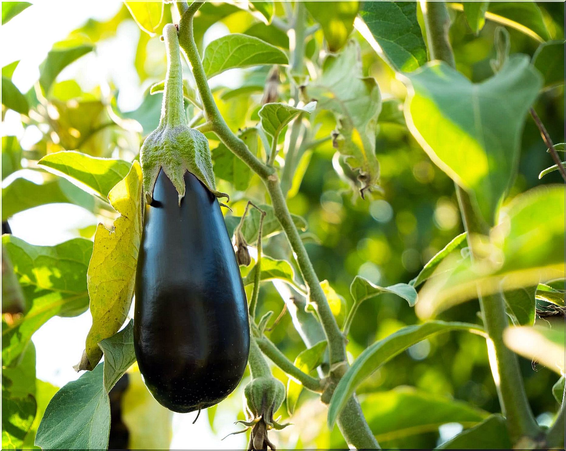 Properties of eggplant to lower abdominal fat