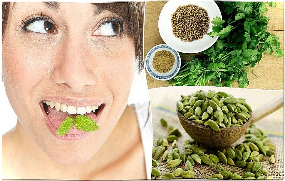 Refresh the breath in your mouth with 6 medicinal plants