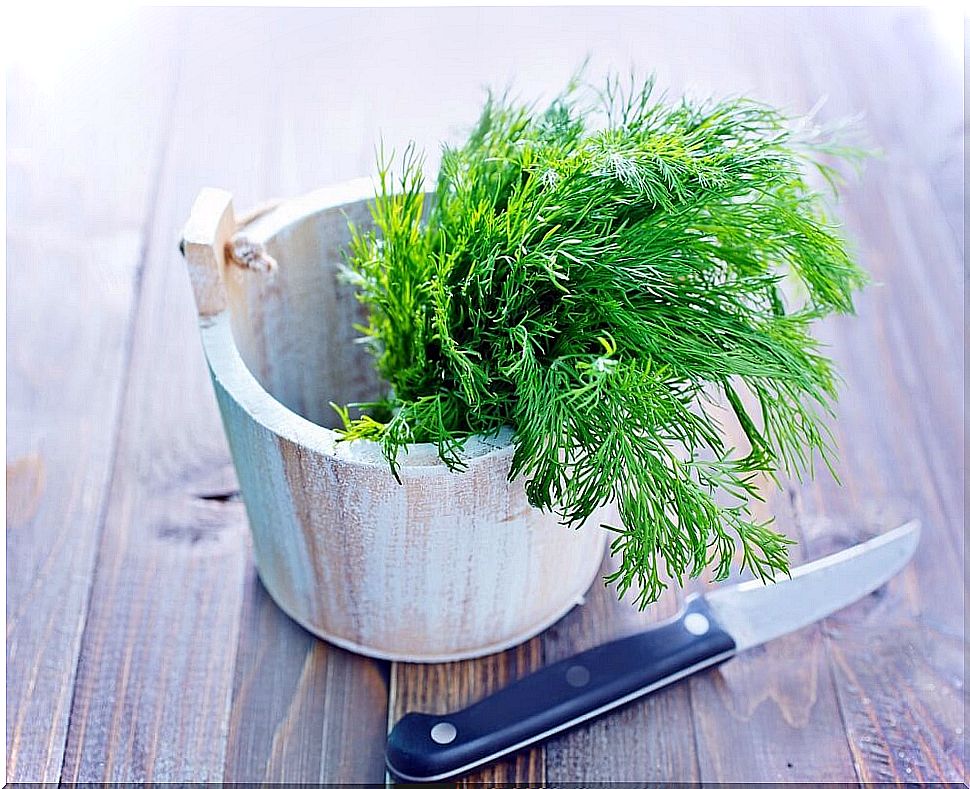 fresh dill in a wooden bowl, dill on the table