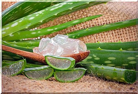 Aloe vera favors the healing of cuts.