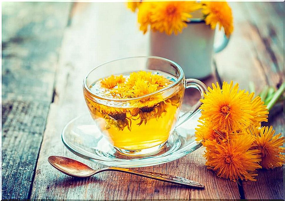 Dandelion: one of the most diuretic infusions