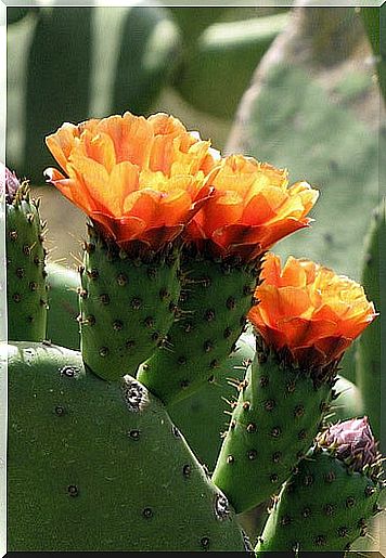 Nopal flower