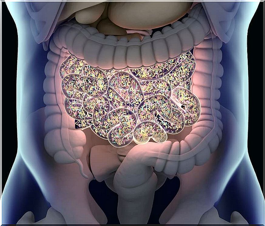 Gut and microbiome recreation